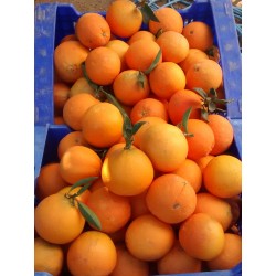 Naranjas Navel para zumo caja 15 Kg